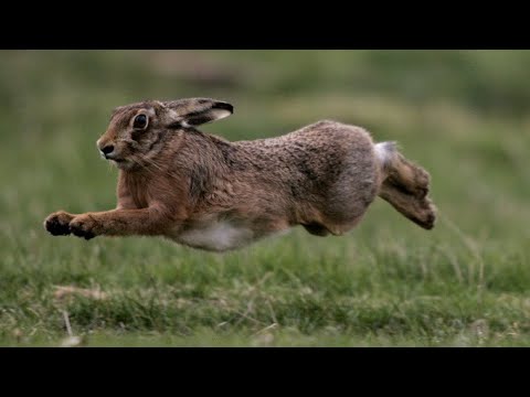 Tavşan Nasıl Kaldırılır?. Yataktan Tavşan Kaldırma Teknikleri. Tavşan Avı Teknikleri.