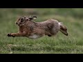 Tavşan Nasıl Kaldırılır?. Yataktan Tavşan Kaldırma Teknikleri. Tavşan Avı Teknikleri.