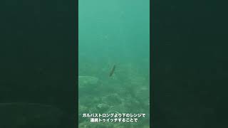 Q9.ガルバストロングのように水面直下のドッグウォークはできるの?【大野ゆうきがメガバンクにまつわる16の質問に回答!】#popseacrew #BANQ120S #大野ゆうき