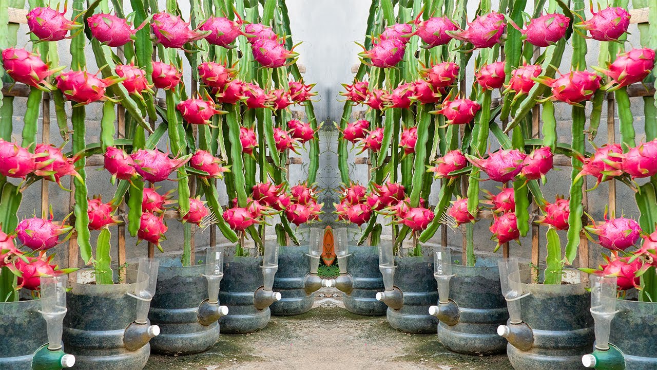 Rare Red Dragon Fruit Grown at Home – Tons of Exotic Fruit With Simple Care