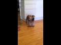 Cute Australian Silky Terrier doing tricks の動画、YouTube動画。