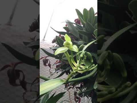 Video: Hardy Yucca Plants - Tips Menumbuhkan Yucca Di Zona 7 Wilayah