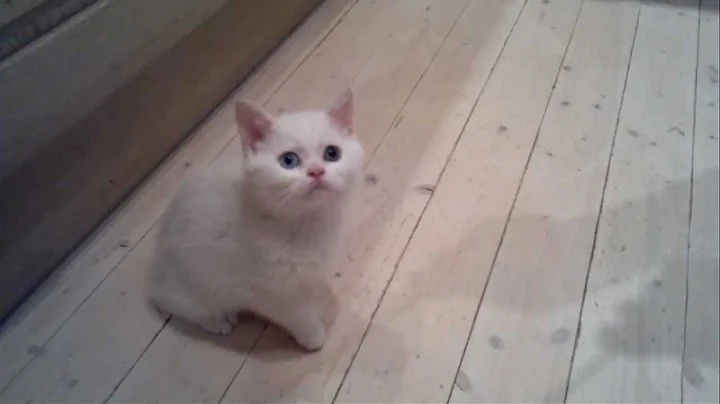 Video 6853251: scottish kitten