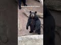 Happy 3rd Birthday to River &amp; Daisy 🐻🎂 #blackbears #birthday