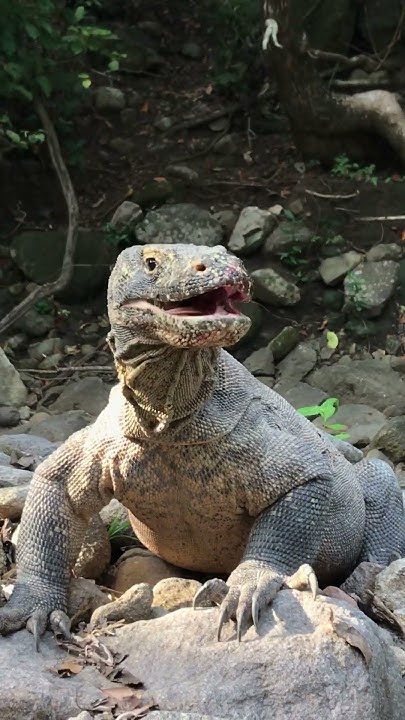 Excellent Komodo Dragon Strategy to hunting - YouTube