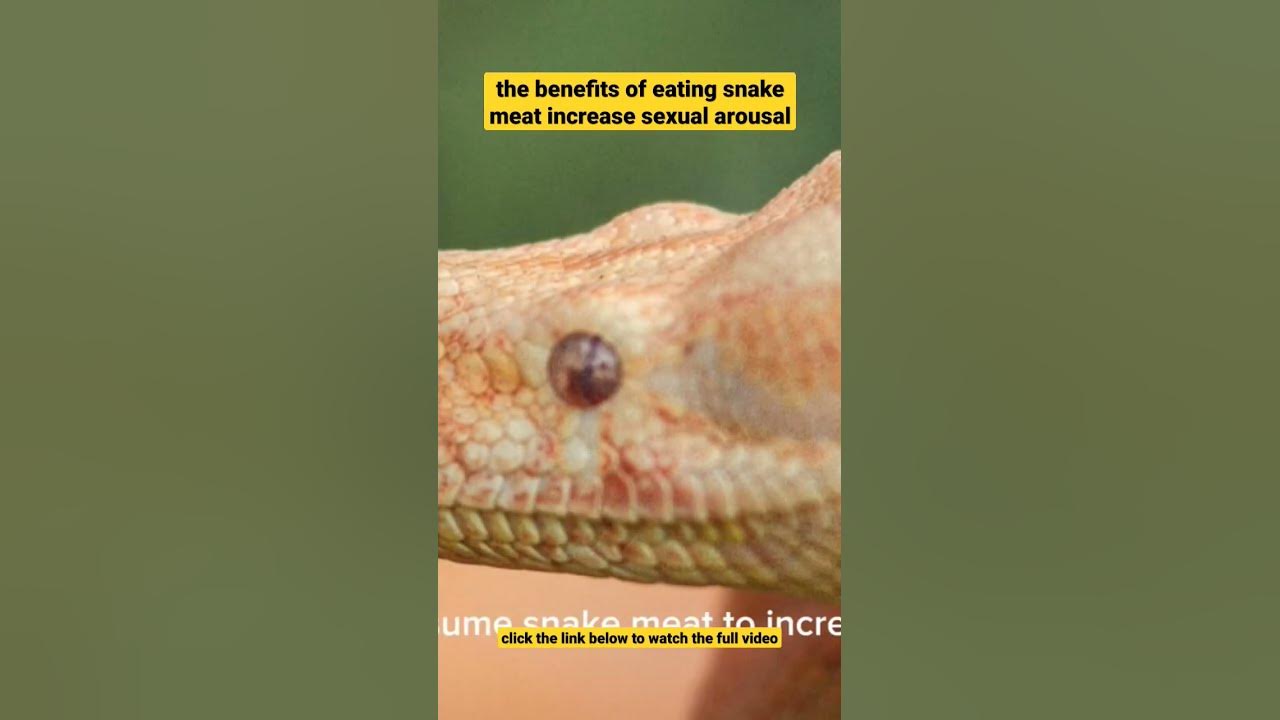 the-benefits-of-eating-snake-meat-increase-sexual-arousal-shortvideo