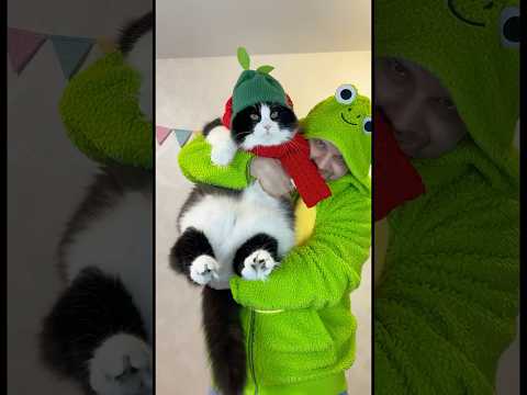 Expectation vs Reality: Cute Cat Video 😂 #shorts