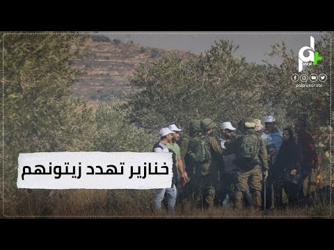 شاهد المستوطنون يطلقون خنازيرهم البرية في موسم قطف الزيتون للتضييق على أهالي سلفيت