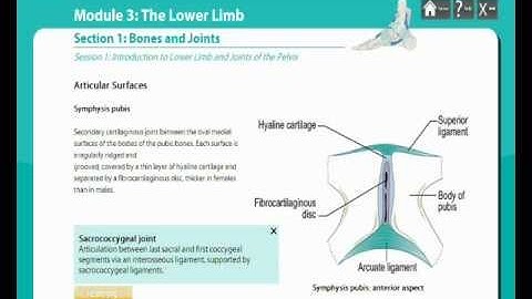Anatomy and Human Movement eLearning Course Prototype Demo