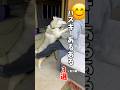 犬界一の気分屋ハスキー3選#シベリアンハスキー #ハスキー #ハスキン#大型犬#犬#dog#husky #shorts