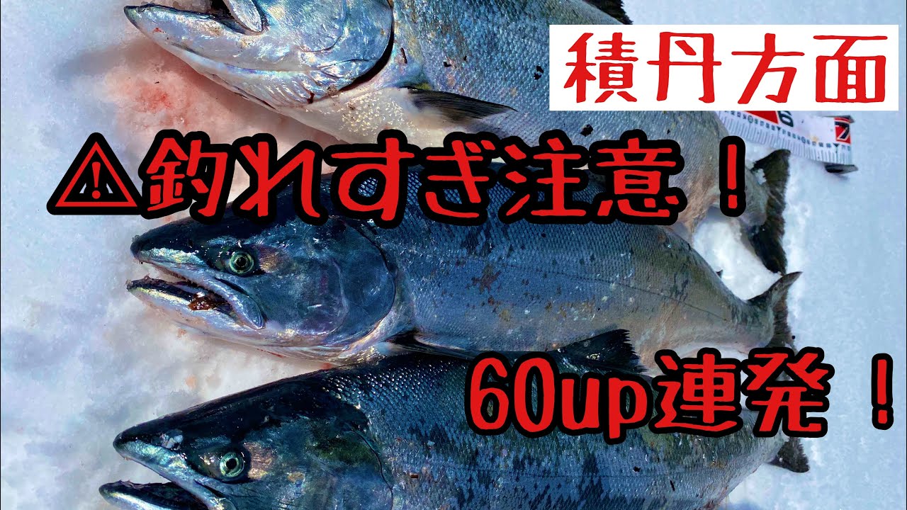【海サクラ】積丹方面が絶好調！60UP連発の日