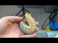 Hercules beetle lifecycle