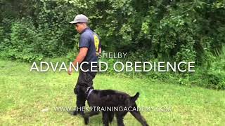 Shelby the Giant Schnauzer Female Available