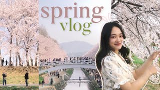 day in the life korea: spring, cherry blossoms, and DAY6 concert 🌸🍀 VLOG