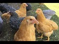 10 Week Update - Buff Orpington & Barred Plymouth Rock Chickens