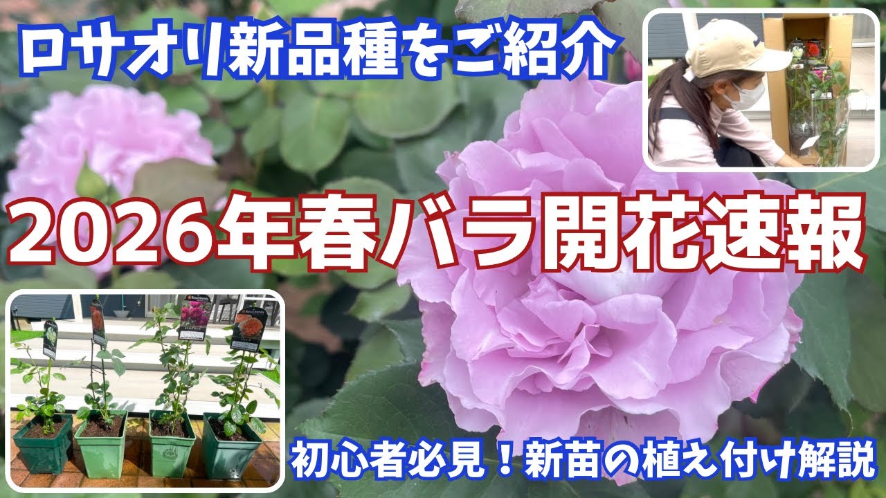 2026年春バラ開花速報とロサオリエンティス新品種も初公開！新苗の植え