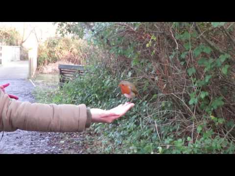 Tails of Staffordshire, Hand Feeding Robins, RSPB Conwy, 29th December 2016