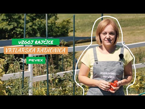 Video: Kako uzgajati rajčice? Načini uzgoja, sadnja i njega