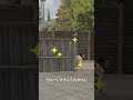 アリブレトリビア【コンテナにグレネードを投げ入れたらどうなる?】#shorts