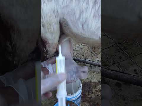 علاج شاة بكريه تحلب دم