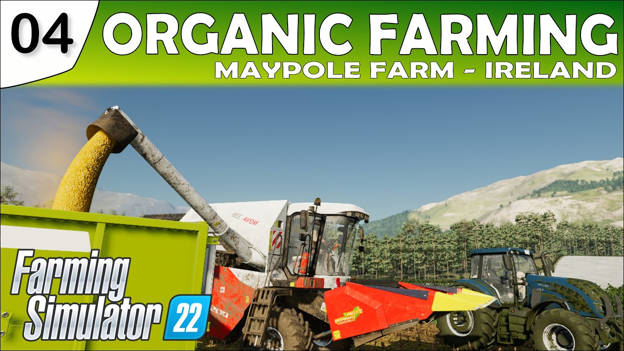 Feeding corn to the pigs and mixing TMR for the cows Farming