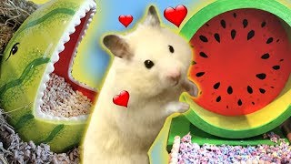 Hamster TRAUMHAUS mit neuer Einrichtung!  ULTIMATIVE RENOVIERUNG #PimpmyHAMSTERKÄFIG03 ♥