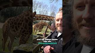 Angola-Giraffe Zikomo im Zoo Dortmund hat Geburtstag #zoolotse #tiere #zoo #giraffe