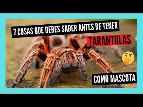 Video: Una guía para mantener las tarántulas por nivel de experiencia