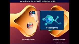 Mechanisms of Action of 5 HT & NE-Reuptake Inhibitor