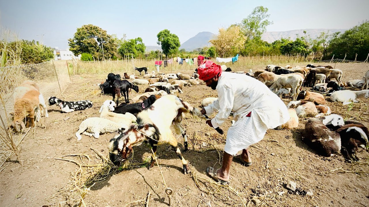 आपल एक बोकाड लईच मेंढरांना ताप देत होत त्यामुळे दादांनी सकाळ सकाळीच त्याला घातला पायखूट 😎