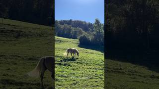 #beautiful beautiful #horse 🐎 | BaselLand | #Switzerland 🇨🇭 #ericamanole #swissmonamour #magical
