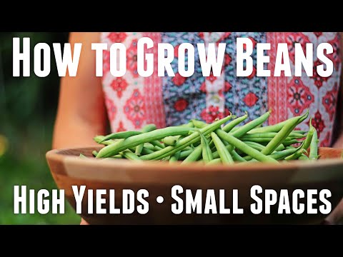 Βίντεο: Bountiful Bush Bean Info: Growing Bountiful Green Bean In The Garden