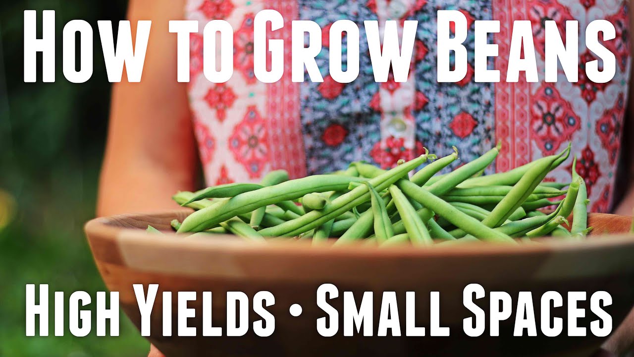 How to Grow Bush Beans - Ultimate Guide For High Yields