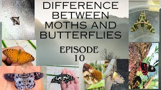 The Difference between Butterflies and moths 🦋🦋 ( MINI DOCUMENTARY )