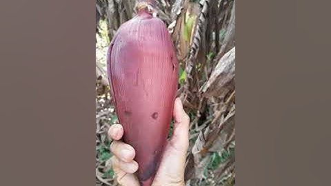 Món ăn hoa chuối rừng #shorts