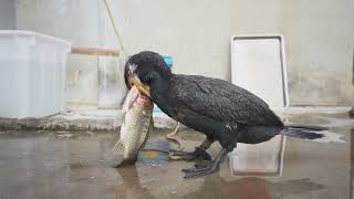 Cormorants Like To Eat Fish As Large As 30 Centimeters