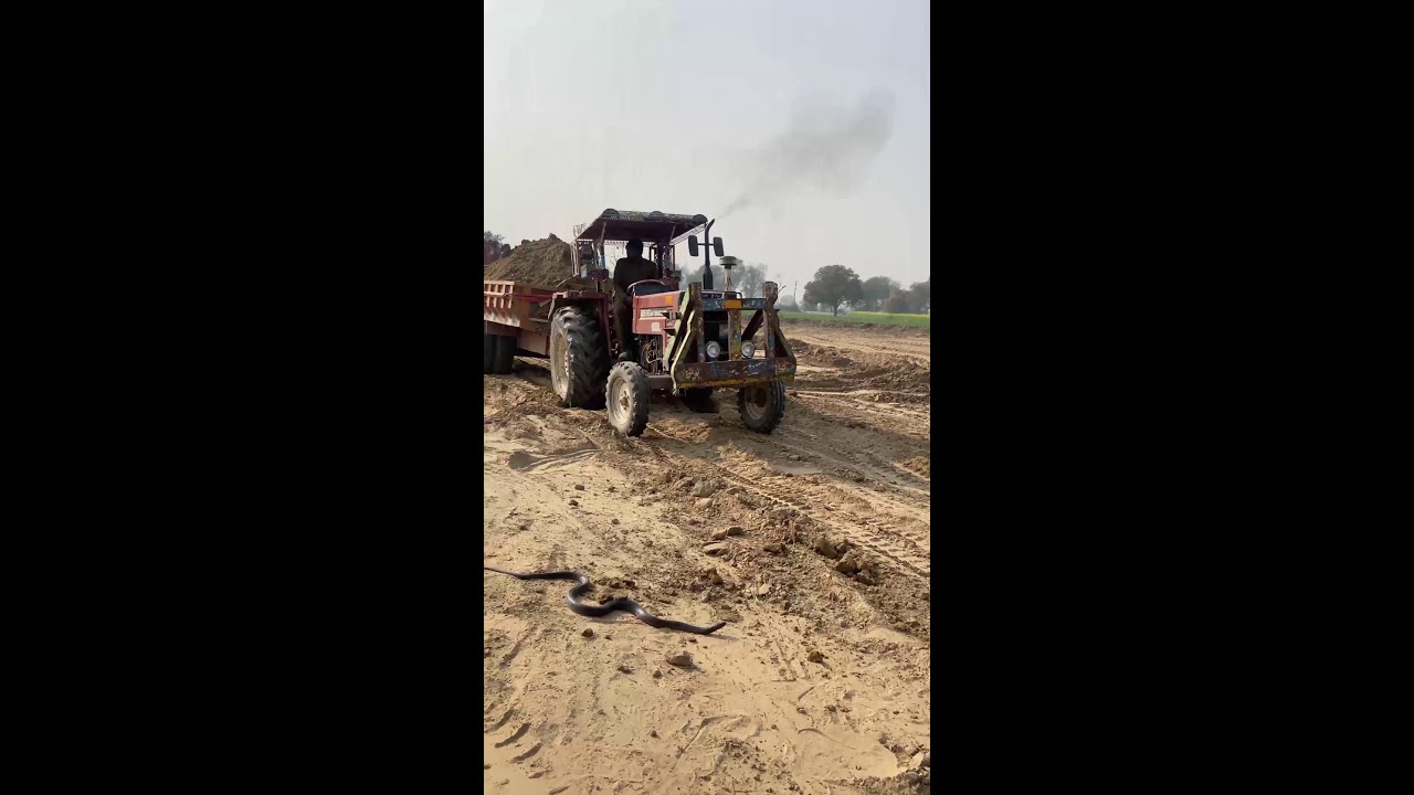 NoFear Snakes Live Stream