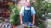 バーリングトニアの育て方 日常管理 Youtube バーリングトニアの育て方 日常管理 Youtube