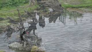 RÍO VERDE EN LA PATAGONIA CHILENA