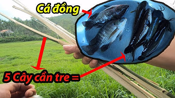 Cắm Câu Cá Lóc, Cá Trê Đồng Bằng Cần Tre Ở Ruộng Cạn Bỏ Hoang | Chỉ 5 Cây Mà Cá Cắn Câu Liên Tục.