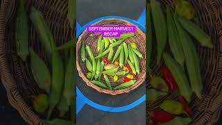 SEPTEMBER HARVEST RECAP #garden #gardening #harvest #zone8b #texasgarden