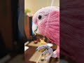 【ASMR】いい音で食べるオウムｗ 最後のおしゃべりが可愛すぎ！【モモイロインコ 】
