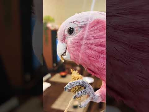 【ASMR】いい音で食べるオウムｗ 最後のおしゃべりが可愛すぎ！【モモイロインコ 】