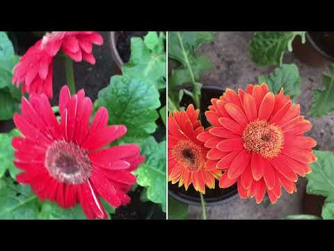 Video: Gerbera papatyaları itlər üçün zəhərlidirmi?