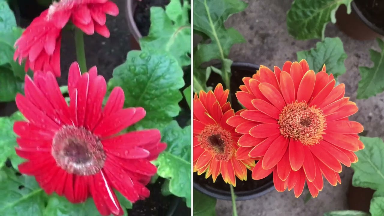 Gerbera çiçeği bakım Alman papatyası jerbera