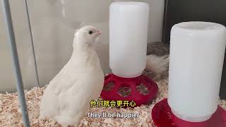 Raising Quails Is a Good Idea And My Quails  Are Laying Eggs Now by 叶子慢生活 21 views 2 years ago 1 minute, 38 seconds