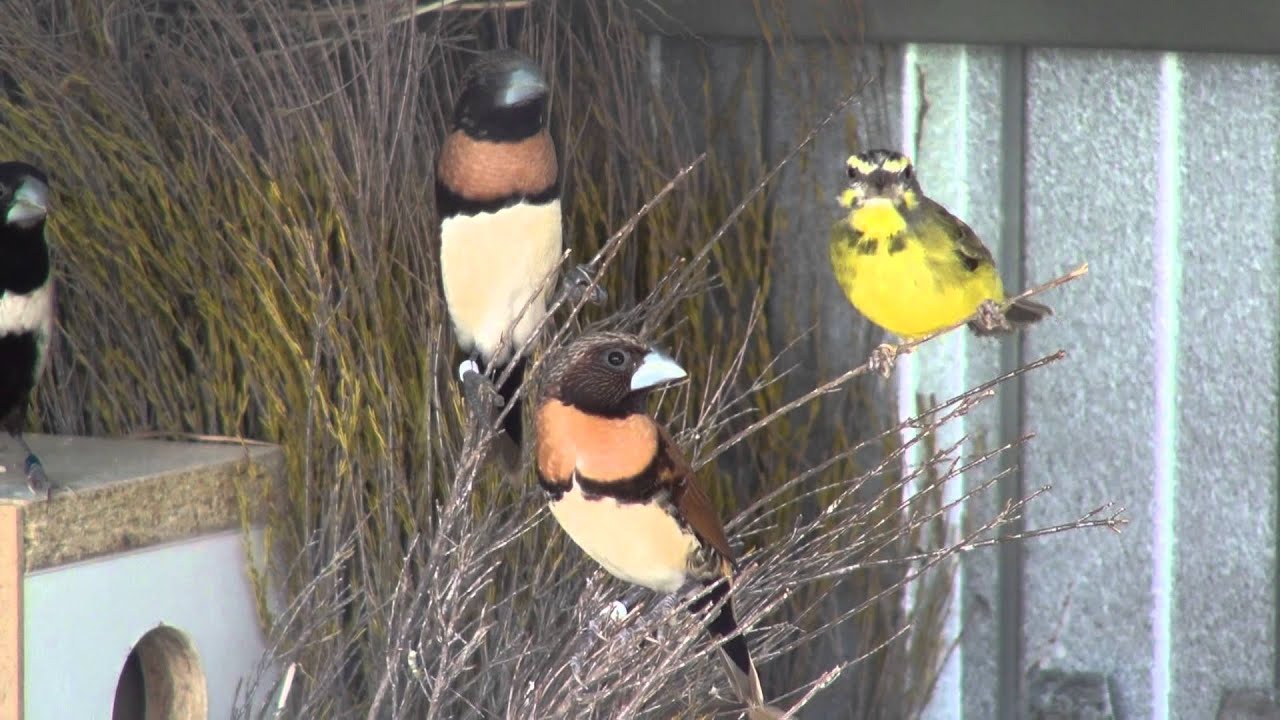 Chestnut-breasted Mannikin | BirdSpyAus 
