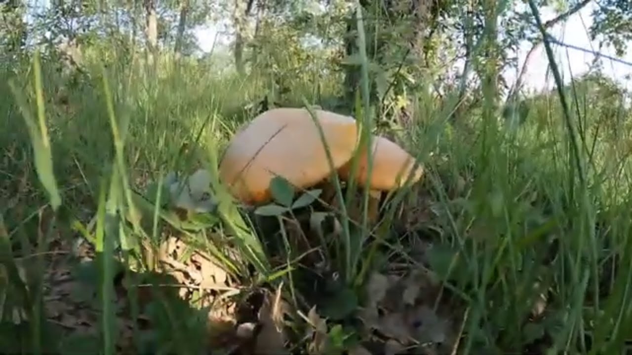 Amanitas caesareas y boletus. Verano de setas. Julio 2023.