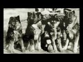 Four Legged Leaders: The Serum Run Sled Dogs