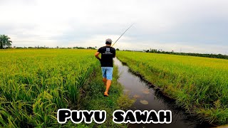 Memancing Puyu Di Tanjung Karang Padi Sedang Menguning